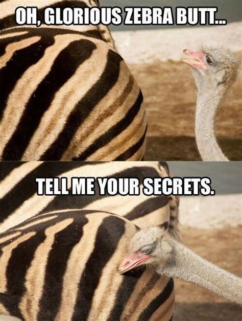 The Best Ostrich Memes Memedroid