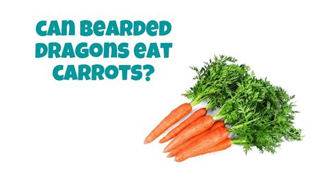 bearded dragons eat cooked carrots clever pet owners