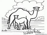 Coloring Pages Grassland Camel Kids Print Grasslands Library Clipart Getdrawings Camels Comments Coloringhome Caravan Drawing Getcolorings Book sketch template