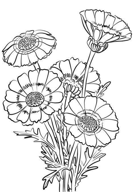 coloring pages chrysanthemum printable  kids adults