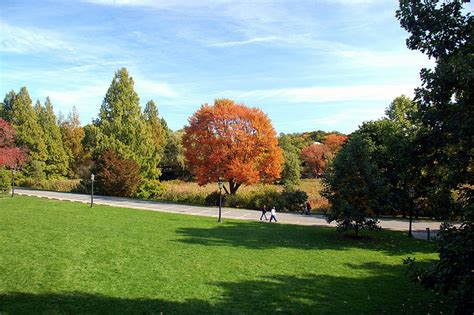 arnold arboretum practical information    boston