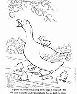 Coloring Farm Pages Animal Library Clipart Printable Realistic sketch template