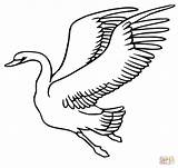 Swan Flying Coloring Pages Swans Printable Bird Drawing Color Geese Birds Draw sketch template