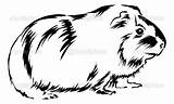Coloring Pig Guinea Pages Clipart Print Cavy Color Clip Ginnie Animals Clipground Popular sketch template