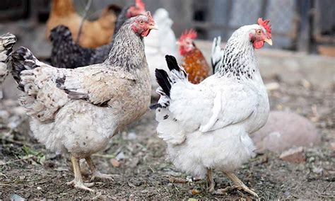 poultry farming  beginners  reedcouk
