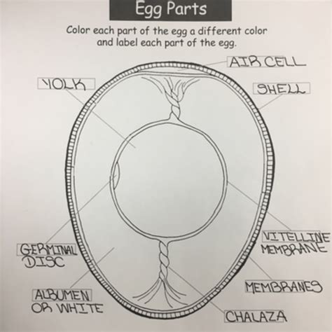 lets learn chicken egg anatomy  eggs meyer hatchery blog