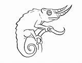 Chameleon Coloring Pages Nosed Long Pokemon Template Color sketch template