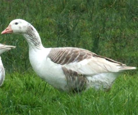 shetland goose characteristics origin