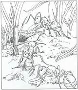 Kleurplaat Mieren Fourmi Kleurplaten Coloring Cigale Dieren Mier Volwassenen Natuur Nature Ants Ums Rund Kleuterdigitaal Colony Grond Insecten Tekening Insect sketch template
