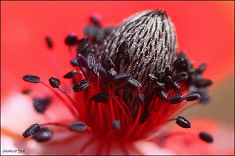 windflower seeds shutterbug