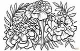 Marigold Tegninger Marigolds Morgenfrue Supercoloring Template Blomster Kategorier sketch template