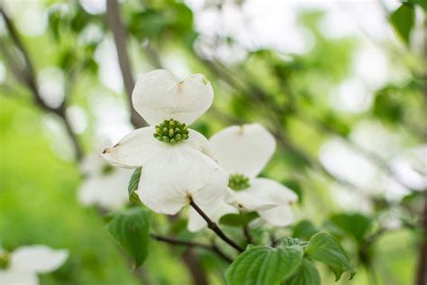 flowering dogwood purdue fort wayne