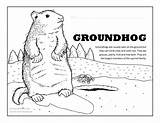 Groundhog Coloring Pages Ground Groundhogs Fun Activity Activities Printable sketch template