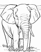 Elephant Coloring Pages Christmas Kids Gift sketch template