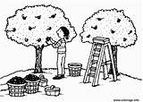 Verger Pommiers Arbre Arbres Coloriages Pommier Colorier Pomme Enfants Imprimé Fois Greluche sketch template