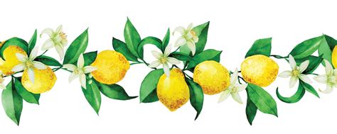 seamless watercolor pattern border  lemons yellow lemons flowers