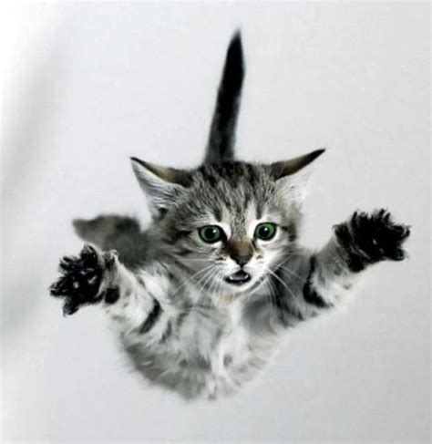 cat falling  pictures cats beautiful cats kittens