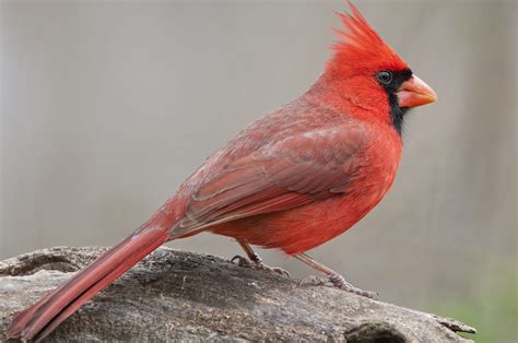 means     red cardinal psychic  tarot medium