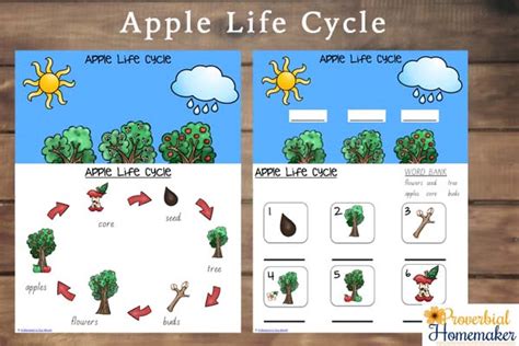 apple life cycle printables proverbial homemaker