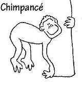 Chimpance Chimpances Infantiles Pretende Compartan Motivo Niñas Disfrute sketch template