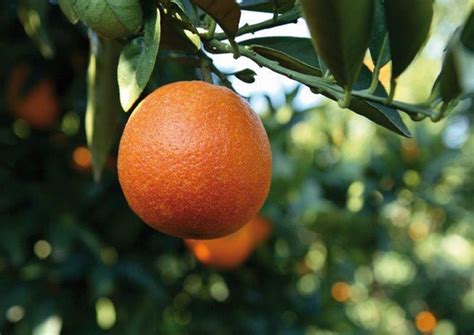 mandarino benefici calorie proprieta quanti mangiarne