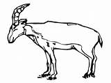 Antelope Realistic Antelop Mewarnai Coloringbay sketch template