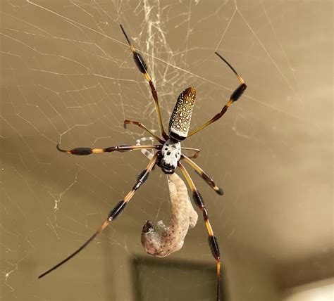 enormous spiders prepare  lay  eggs  southeast