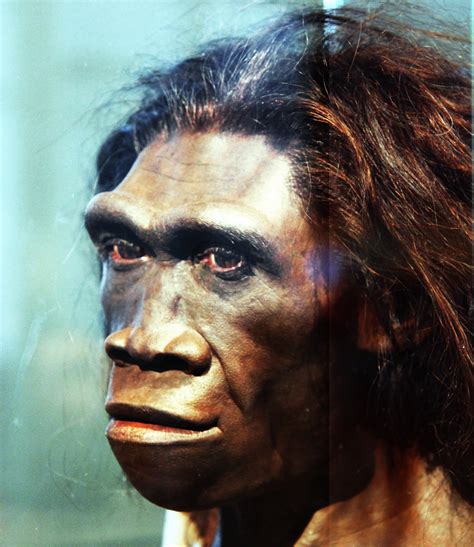 homo erectus adult female head model smithsonian museu… flickr