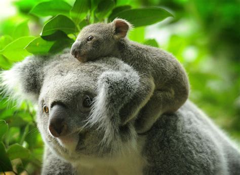 cute picture alert adorable   tiny baby koala real life