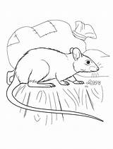 Rat Coloring Pages Animals sketch template