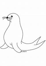 Seal Coloring Drawing Pages Sketch Animals Printable Drawings Pole Sea Paintingvalley Zoo sketch template