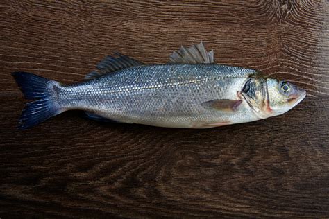 White Sea Bass Croaker Facts And Information Guide American Oceans