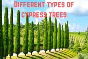 types  cypress trees    conserve energy future