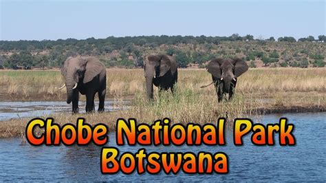 chobe national park in botswana youtube