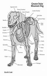 Anatomy Dog Bones Skeleton Deviantart Dogs Animal Canine Skeletal Structure Chart Board Vet Muscle Skeletons Chicken Visit Choose Drawings Mondo sketch template