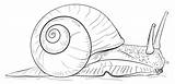Stake Snail sketch template
