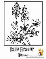 Coloring Texas Pages Flower Popular sketch template