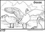 Goose Coloring Pages Geese Flying Color Printable Baby Duck Cartoon Library Clipart Getcolorings Colors Team Popular sketch template