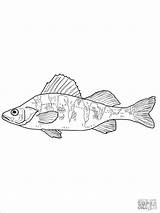 Perch Fish Persico Template Flussbarsch Coloringbay Perches Stampare Supercoloring sketch template