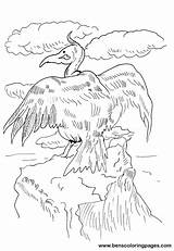 Vulture Handout Below Please Print Click Coloring sketch template