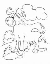 Buffalo Coloring Relaxed Cool Pages sketch template