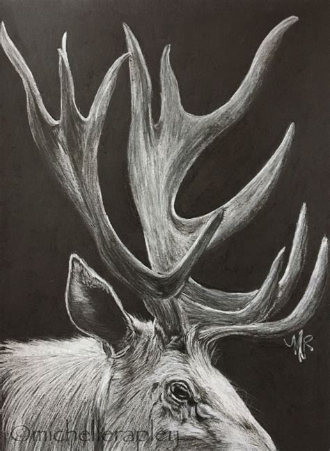 winter deer white pencil drawing michelle rapley pencil art white pencil pencil art drawings