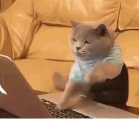 cats chat gif cats chat discover share gifs