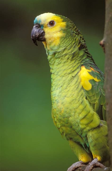 amazon parrot information   thriftyfun