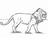 Lion Coloring Pages Animals Wild Kids Animal sketch template