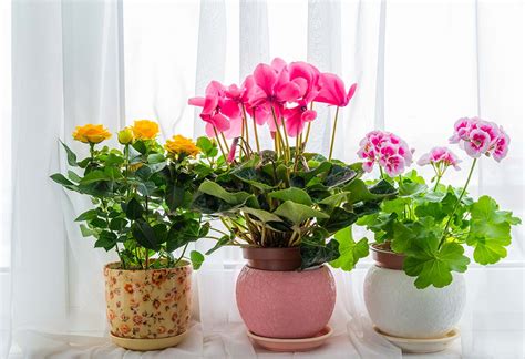 indoor flowers  apartments  plants   apartment