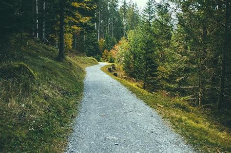 walking trail forest woods environment trees nature hiking trail