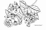 Jasmine Jasmin Gelsomino Schets Schizzo Fleur Blad Lijn sketch template