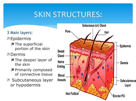 layers   skin diagram