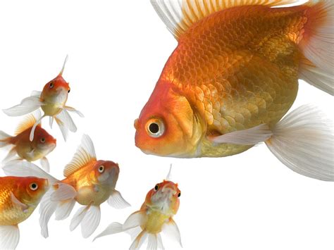 pet universe goldfish tips finding   gender   goldfish